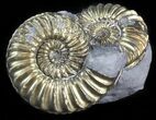 Pyritized Pleuroceras Ammonite Cluster - Germany #42761-1